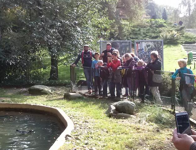 k640 pinguine